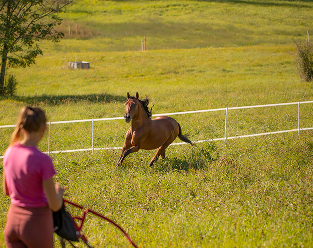  Escursioni a Cavallo Vigo di Cadore