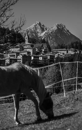 Cavallo Cadore aMa  